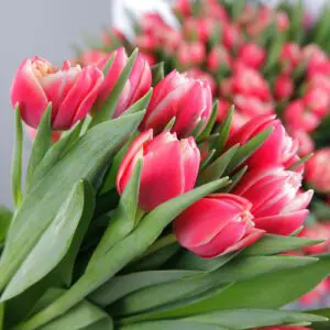 Bulk Tulips for wholesale