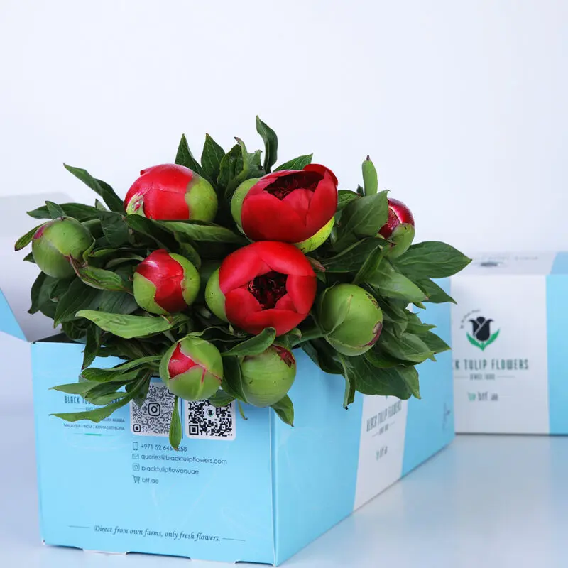 01 A bouquet of dark red peonies in a light blue box with the Black Tulip Flowers logo