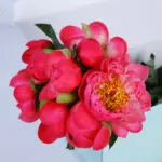 Peony Dark Pink 2 01