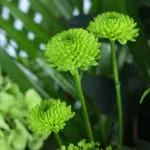 Verdant Meadow Arrangement 3 02