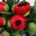 Red Peony in Pink Box 3 03