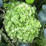 Verdant Meadow Arrangement 2 03