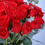 Radient Red Rose Vase 2 02