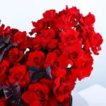 Crimson Love 2 2