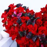 Crimson Love 3 3