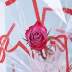 8pcs Pink Rose in Sheer Elegance 3 03