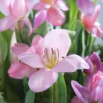 Pink Harmony Floral Creation 4 04