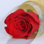 8pcs Solo Red Rose Bouquet 4 04