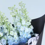 Delphinium Symphony 5 04