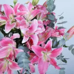 Fresh Grace Pink Lilies in Vase 2 03