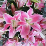 Fresh Grace Pink Lilies in Vase 5 06