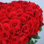 Red Rose Extravaganza 2 04