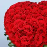 Red Rose Extravaganza 4 05