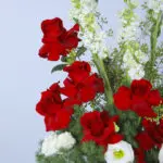 Crimson Hat Box 4 2 (98)