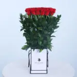 Timeless Red Roses 5 Timeless Red Roses
