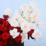 Timeless Romance Rose & Ohara Box 2 03 - Timeless Romance Rose & Ohara Box