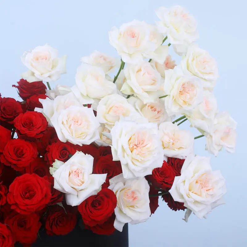 03 - Timeless Romance Rose & Ohara Box 03 66