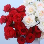 Marble Luxe Rose & O'Hara Delight 3 03 - Marble Luxe Rose & O'Hara Delight