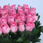 Blush Pink Roses 5 03 - Stylish Box of Pink Roses