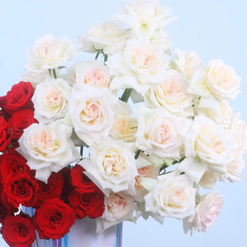 04 - Marble Luxe Rose & O'Hara Delight 04 64