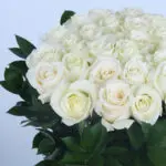 04 - Fresh White Roses Box