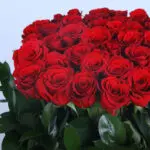 Timeless Red Roses 3 04 - Timeless Red Roses
