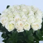05 - Fresh White Roses Box