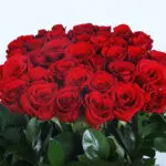 Timeless Red Roses 4 05 - Timeless Red Roses