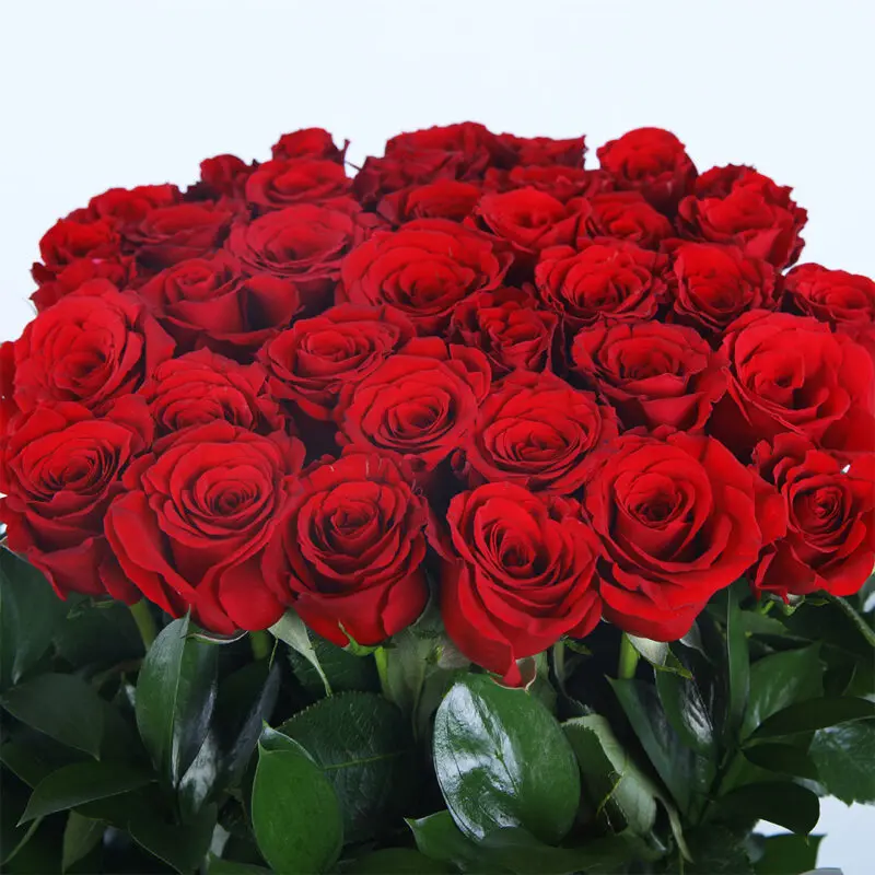 05 - Timeless Red Roses 05 27