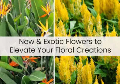 A collage of two images showcasing exotic flowers: On the left, a vibrant display of orange Bird of Paradise flowers with green leaves. On the right, a field of bright yellow Celosia flowers. The text "New & Exotic Flowers to Elevate Your Floral Creations" is overlaid on the image.