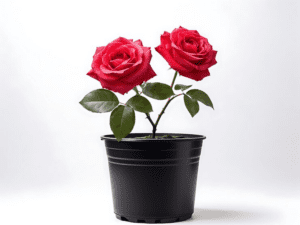 roses plant