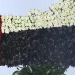Nation's Map in Flag Color Blooms 2 02