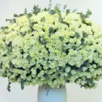 1000 White Roses Grandeur 3 04
