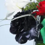 Roses in Glass Vase 5 05