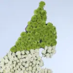 Nation's Map in Flag Color Blooms 5 05
