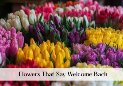 A vibrant display of colorful tulips in various shades.