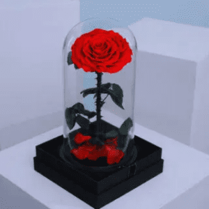 forever roses 1