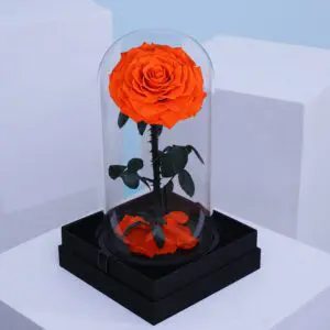 orange rose uae