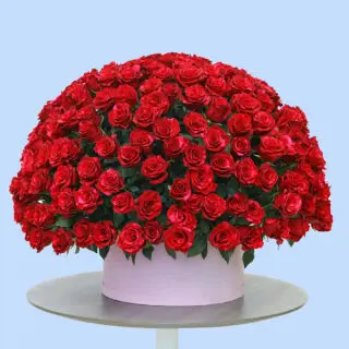 Red roses arranged in dome shape in a round white box with red rose.