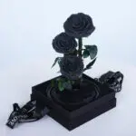Black Trio Forever Rose 4 Black Trio Forever Rose