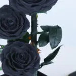 Black Trio Forever Rose 2 04 (33)