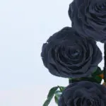 Black Trio Forever Rose 5 05 (9)
