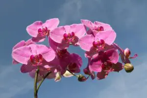 ink and white orchid flowers against a blue sky.