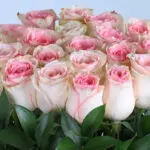 Serene Pink Roses 3 05