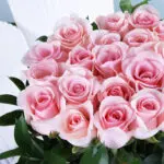 Graceful Pastel Pink Roses 2 05