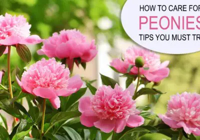 Discover essential peony care tips to keep your blooms fresh and vibrant. Learn how to care for peonies and peony bouquets with our expert guide!