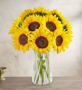 Helianthus, sunflower bouquet in vase, Sunflowers