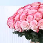 Double Colour Pink Rose Vase 2 03