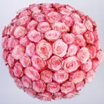 Double Colour Pink Rose Vase 5 05