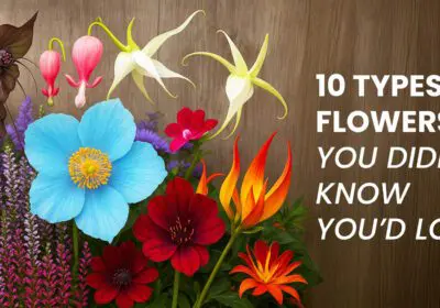 A colorful mix of 10 unique and surprising flower types in bloom